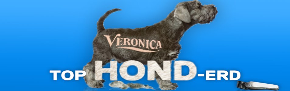 Radio Veronica Top Hond-erd